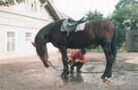Мария Семёнова с конём Шаманом. Для просмотра увеличенной фотографии кликните на нее (39 Kb).